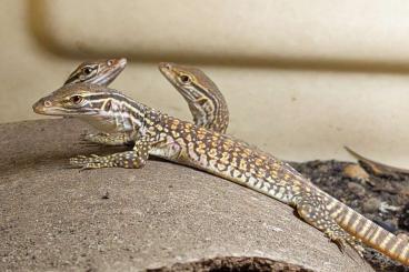 Monitor lizards kaufen und verkaufen Photo: Dkcb Varanus gouldii flavirufus 