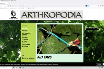 Insects kaufen und verkaufen Photo: https://www.arthropodia.fr/