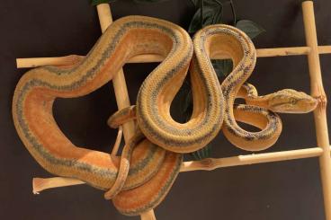Snakes kaufen und verkaufen Photo: 1.1 Hortulanus Tiger 12/2020