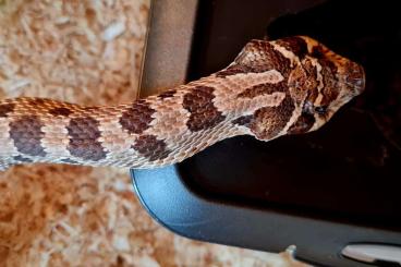 Snakes kaufen und verkaufen Photo: Heterodon nasicus - Hakennasennatter adult