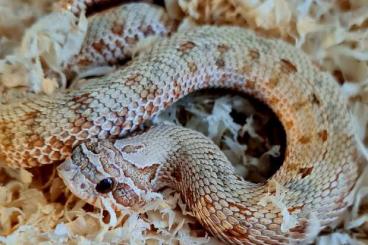 Snakes kaufen und verkaufen Photo: Heterodon nasicus / Hakennasennattern 2024 2023 Snakes kaufen und verkaufen Photo: Heterodon nasicus / Hakennasennattern 2024 2023
