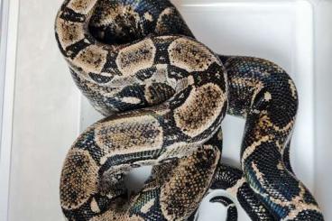 Boas kaufen und verkaufen Foto: 1,0 Boa c. imperator Ecuador