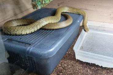 Schlangen kaufen und verkaufen Foto: Drymarchon melanurus melanurus 