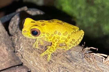 Frösche  kaufen und verkaufen Foto: fur Hamm: Dendropsophus reticulatus abzugeben