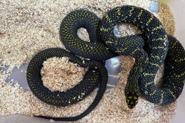 Schlangen kaufen und verkaufen Foto: E. carinata, P. carinata, Drymarchon m. couperi,Phrynonax,Black Dragon