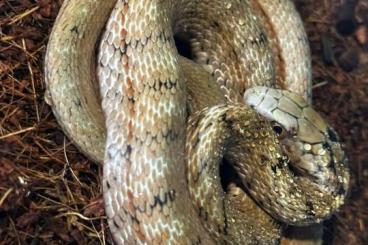 Snakes kaufen und verkaufen Photo: Elaphe Carinata cbb 2023 + 2024 Snakes kaufen und verkaufen Photo: Elaphe Carinata cbb 2023 + 2024