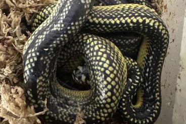 Snakes kaufen und verkaufen Photo: Spilotes pullatus argusiformis (mexicanus) Snakes kaufen und verkaufen Photo: Spilotes pullatus argusiformis (mexicanus)