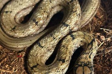 Schlangen kaufen und verkaufen Photo: Elaphe carinata 100% het melanistic 2023/2024 Schlangen kaufen und verkaufen Photo: Elaphe carinata 100% het melanistic 2023/2024