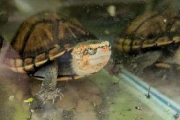Sumpfschildkröten kaufen und verkaufen Foto: 0.7 Kinosternon cruentatum Sumpfschildkröten kaufen und verkaufen Foto: 0.7 Kinosternon cruentatum