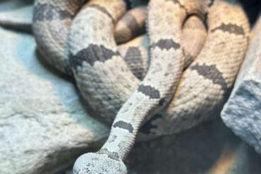 Schlangen kaufen und verkaufen Foto: Crotalus klauberi - rare groups