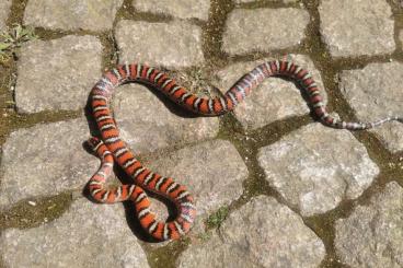 Nattern ungiftige kaufen und verkaufen Foto: 1.0 Lampropeltis pyromelana knoblochi Nattern ungiftige kaufen und verkaufen Foto: 1.0 Lampropeltis pyromelana knoblochi