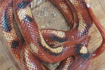 Schlangen kaufen und verkaufen Foto: Lampropeltis sinaloe adult Für Hamm 