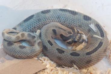 Schlangen kaufen und verkaufen Foto: Heterodon nasicus sable cb23 For Hamm 