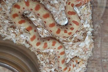 Snakes kaufen und verkaufen Photo: Heterodon nasicus cb24 Lavender, Toxic, Ghost...