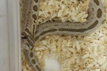 Schlangen kaufen und verkaufen Foto: Heterodon nasicus cb24... Schlangen kaufen und verkaufen Foto: Heterodon nasicus cb24...