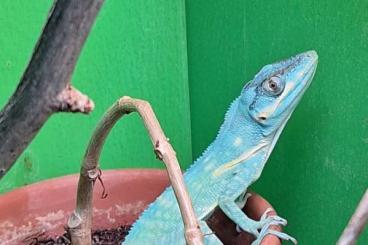Lizards kaufen und verkaufen Photo: 1,1 Anolis potior BLUE CB Lizards kaufen und verkaufen Photo: 1,1 Anolis potior BLUE CB
