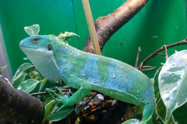 Echsen kaufen und verkaufen Foto: 1,1 Brachylophus fasciatus CB 11/2024 Echsen kaufen und verkaufen Foto: 1,1 Brachylophus fasciatus CB 11/2024
