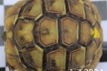 Tortoises kaufen und verkaufen Photo: 3 Dalmatinische Landschildkröten ENZ 23/24 Tortoises kaufen und verkaufen Photo: 3 Dalmatinische Landschildkröten ENZ 23/24