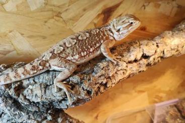 Agamen kaufen und verkaufen Foto: Pogona henrylawsoni Weibchen Agamen kaufen und verkaufen Foto: Pogona henrylawsoni Weibchen