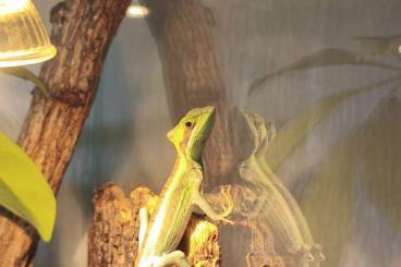 Lizards kaufen und verkaufen Photo: Kronenbasilisk Laemanctus longipes Lizards kaufen und verkaufen Photo: Kronenbasilisk Laemanctus longipes