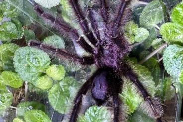 Spiders and Scorpions kaufen und verkaufen Photo: 1.0 Avicularia sp. Kolumbien (RH: 25.03.2025)