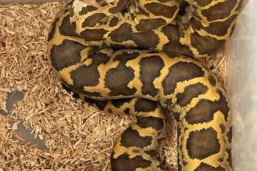 Pythons kaufen und verkaufen Photo: Python molurus molurus for Verona Reptile Show Pythons kaufen und verkaufen Photo: Python molurus molurus for Verona Reptile Show