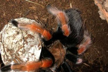 Spinnen und Skorpione kaufen und verkaufen Foto: SPIDERS - worldwide shipping .... wholesalers.....