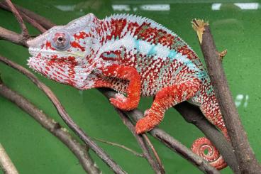 Echsen kaufen und verkaufen Foto: ACTUAL OFFER for HOUTEN Reptile show...... Echsen kaufen und verkaufen Foto: ACTUAL OFFER for HOUTEN Reptile show......