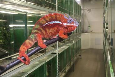 Echsen kaufen und verkaufen Foto: ACTUAL OFFER for HOUTEN Reptile show...... Echsen kaufen und verkaufen Foto: ACTUAL OFFER for HOUTEN Reptile show......