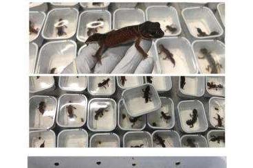 Echsen kaufen und verkaufen Foto: ACTUAL OFFER for HOUTEN Reptile show...... Echsen kaufen und verkaufen Foto: ACTUAL OFFER for HOUTEN Reptile show......
