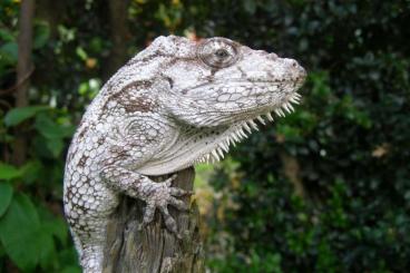 Echsen kaufen und verkaufen Foto: ACTUAL OFFER for HOUTEN Reptile show...... Echsen kaufen und verkaufen Foto: ACTUAL OFFER for HOUTEN Reptile show......