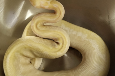 Ball Pythons kaufen und verkaufen Photo: Königspython-Nachzuchten aus 2023