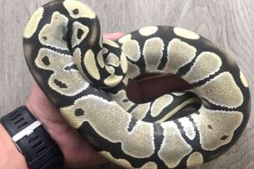 Ball Pythons kaufen und verkaufen Photo: Python regius Desert Ghost 0.1 CB 2019