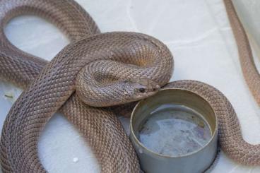 Schlangen kaufen und verkaufen Foto: Mole snake (Pseudaspis cana) 