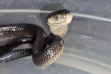 Schlangen kaufen und verkaufen Foto: 1.0 Black Mamba, Dendroaspis polylepis, CB23