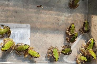 Frösche  kaufen und verkaufen Foto: Biete ab Ende Mai Jungtiere von Pelophylax lessonae kl. Teichfrosch