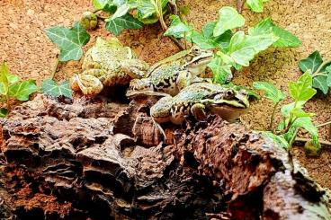 Frösche  kaufen und verkaufen Foto: Biete Kaulquappen vom kleinen Teichfrosch Plophylax lessonae 