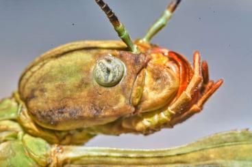 Insekten kaufen und verkaufen Foto: Phryganistria heusii yentuensis