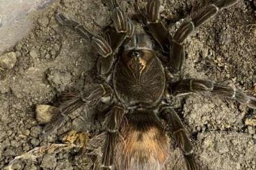 Spinnen und Skorpione kaufen und verkaufen Foto:  Pamphobeteus cf nigrocolor 