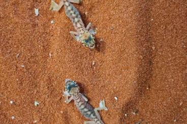 Geckos kaufen und verkaufen Foto: Pachydactylus rangei CB 2022
