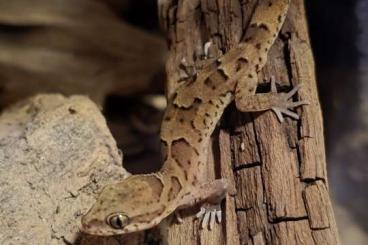 Geckos kaufen und verkaufen Photo: 1,0,2 Geckoella nebulosa 