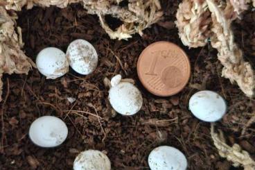 Geckos kaufen und verkaufen Photo: 2,0 Cyrtodactylus (Geckoella) nebulosus Geckos kaufen und verkaufen Photo: 2,0 Cyrtodactylus (Geckoella) nebulosus