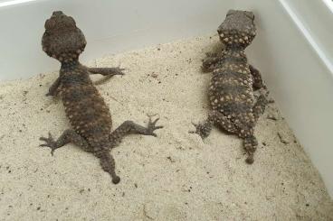 Lizards kaufen und verkaufen Photo: Nephrurus for Hamm or export