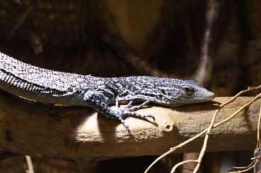 Monitor lizards kaufen und verkaufen Photo: 1.0 Varanus macraei      