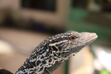 Echsen  kaufen und verkaufen Foto: Biete 2.0 Varanus macraei