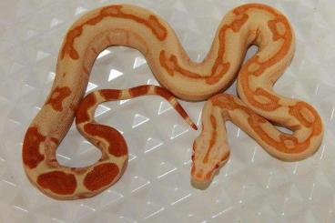 Boas kaufen und verkaufen Foto: Boa constrictor Sunglow Sharp Boas kaufen und verkaufen Foto: Boa constrictor Sunglow Sharp