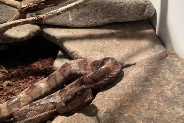 Boas kaufen und verkaufen Photo: CB 2021 Corallus annulatus Boas kaufen und verkaufen Photo: CB 2021 Corallus annulatus