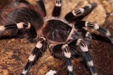 - bird spiders kaufen und verkaufen Photo: Acanthoscurria Geniculata Poecilotheria Regalis