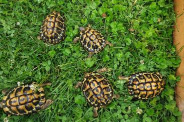 Landschildkröten kaufen und verkaufen Foto: Testudo hermanni hermanni