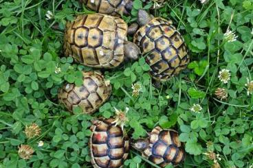 Landschildkröten kaufen und verkaufen Foto: Testudo hermanni boettgeri, graeca ibera, marginata